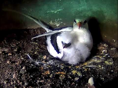 Little Longtail comes out from under the parent's wing.