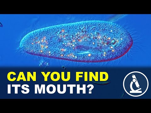 How this microbe eats food | Food vacuoles under the microscope