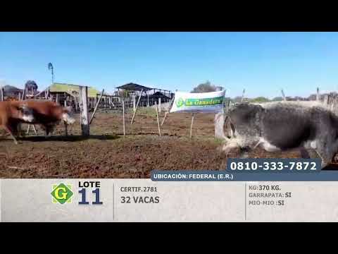 Lote Vacas en Federal (E.Rios)