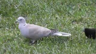 HD Crystal Clear White Doves BlackBirds Chirping Singing Harmony Nature 12 17 2012
