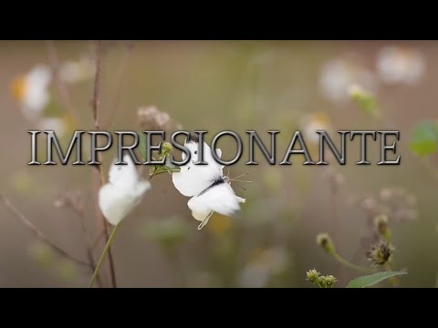 "Impresionante" - Miel San Marcos feat Elevation Worship (LETRA)