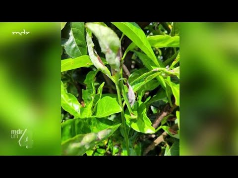 Lorbeer mit Mehltau und Schrotschusskrankheit