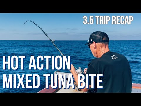 Tuna Showdown: Yellowfin vs. Bluefin