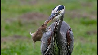 Magnificent Great Blue Heron has an epic week