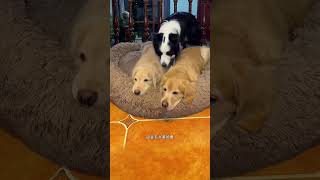 Cachorro Fofo se Recusou a Dormir Sozinho 🐶❤️