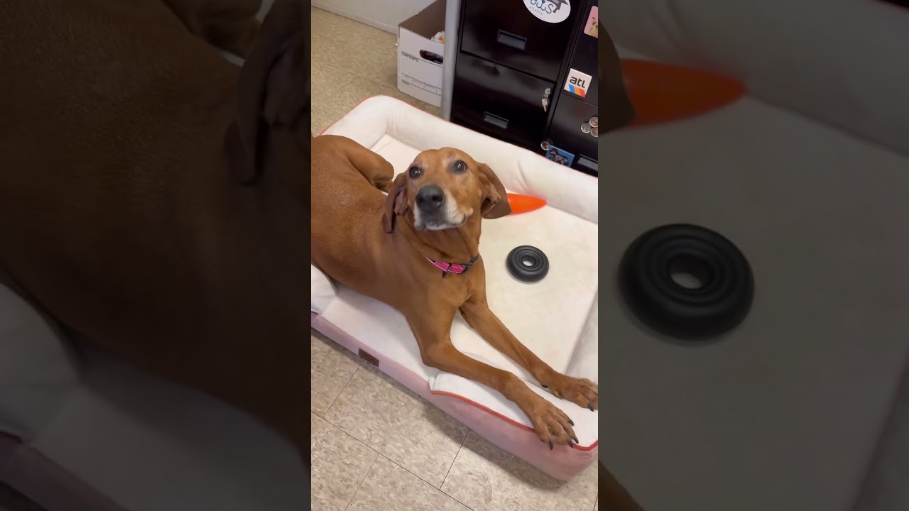 Big Sky (I have a Secret Crush!), a Adoptable mixed breed in Decatur, GA video 6/6