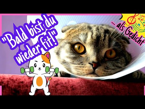 🧸 Kopf hoch & GUTE BESSERUNG von mir - das wird dich aufheitern 🌞 für Whatsapp