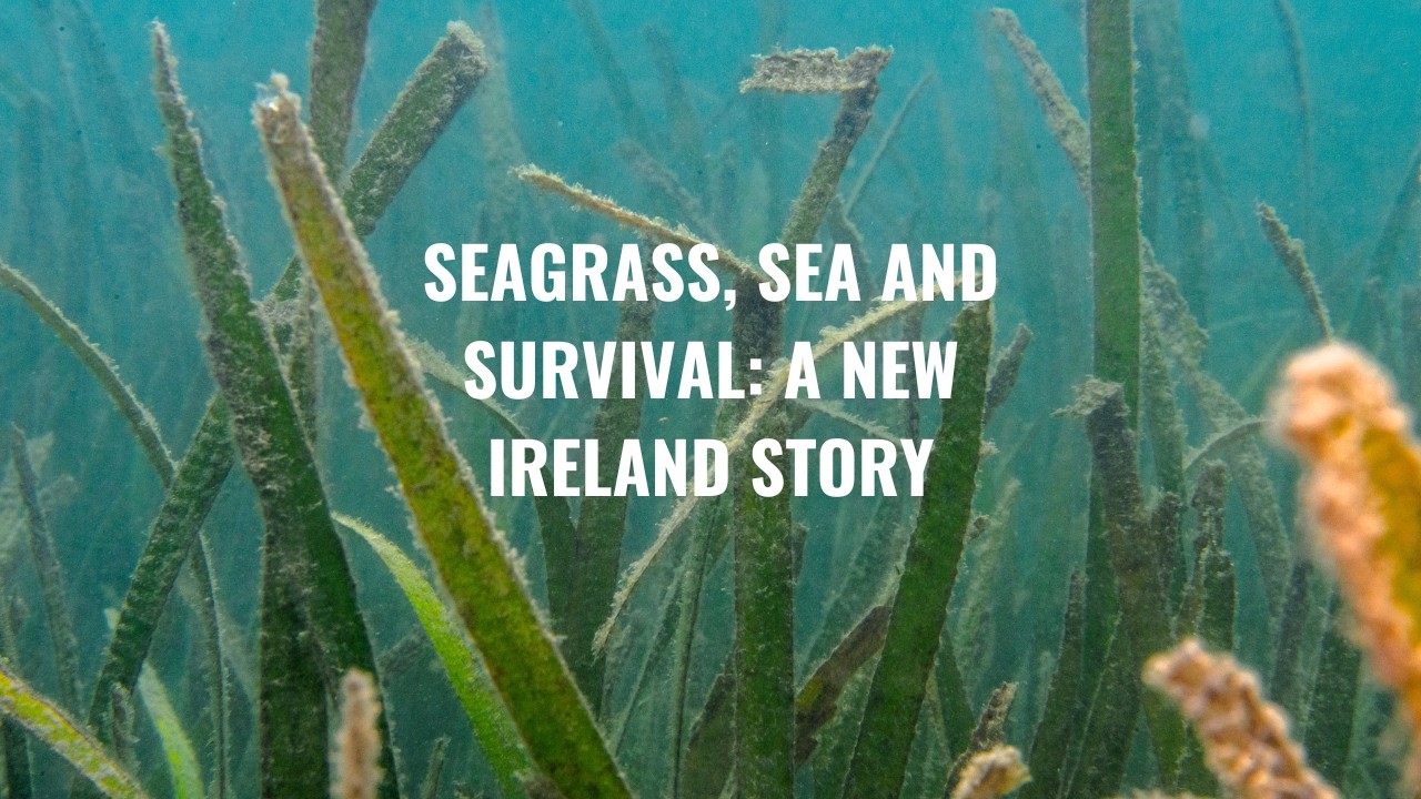 Living with the Sea: New Ireland's Seagrass Frontier