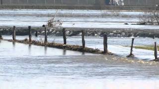 preview picture of video 'Hoge waterstand Maas te Heppeneert Maaseik op 10-01-2011'