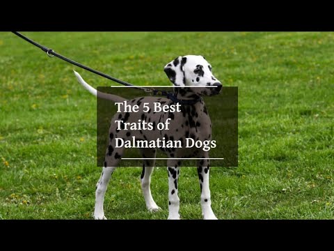 The 5 Best Traits of Dalmatian Dogs #dalmatiandog #dalmatian #dog