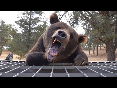 Grizzly Bear Tries To Eat Me Alive