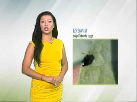 Zelena prognoza 23.7.2014. - Štetočine u proizvodnji kupusa