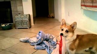 Basically, this little guy doesn't like to chase after balls unless he's got an item in tow. It's kind of strange, but it's OK 'cause he's a corgi.