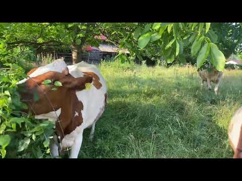 Pensiunea Lory, Piatra-Neamț