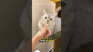 Download lagu Oreo khawatir melihat Babu terluka #shorts #kucing mp3