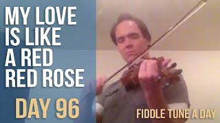 My Love is Like a Red Red Rose - Fiddle Tune a Day - Day 96