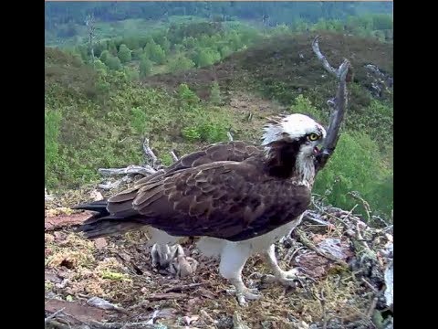 Aila the Loch Arkaig Osprey brings a big stick and nearly swipes her chicks with it! 8 Jun 2019
