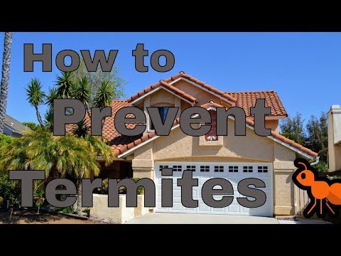 How Can I Prevent a Termite Infestation?