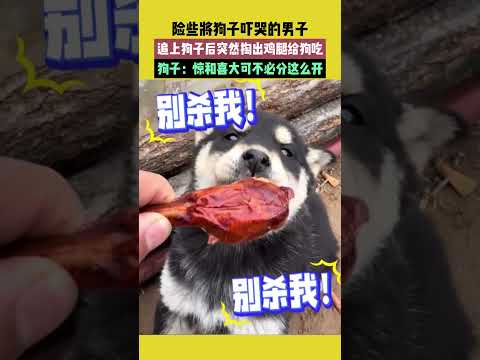 險些將狗子嚇哭的男子，追上狗子後突然掏出雞腿給狗吃，狗子：驚和喜大可不必分這麼開 #宠哈哈