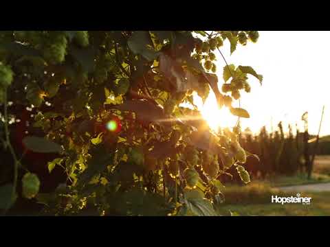 Hopfenanbaugebiet Hallertau | Hopsteiner