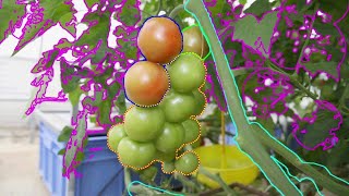Machine Learning Software for Detecting Ripe Tomatoes using Artificial intelligence