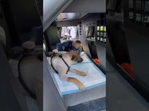 Er hätte sein Leben gegeben um einen Polizisten zu retten