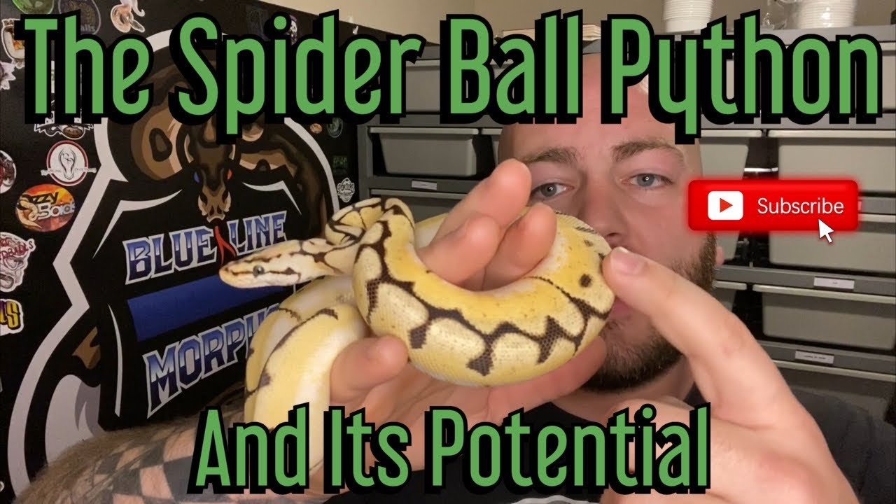 Where Did The Spider Ball Python Come From? And What Is Its Potential!?