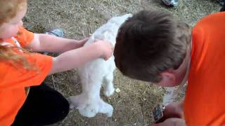 preview picture of video 'Petting Zoo - Lamb'