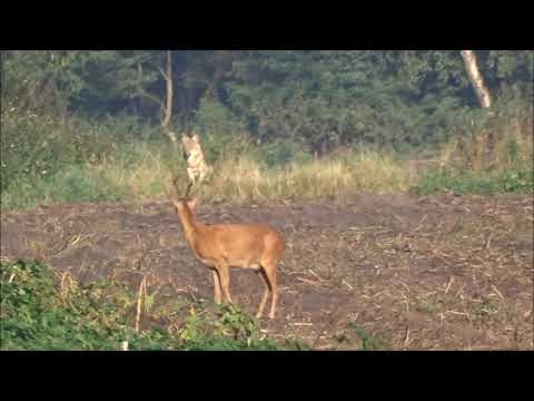 Wolf Nordhorn Katz und Maus Spiel mit Rehbock , live