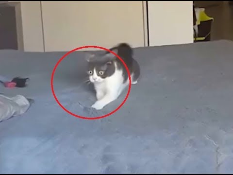 weird funny cat !!!! hhhh