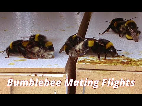 März-Paarungsflüge der Hummel (Bombus terrestris) in freier Wildbahn - (8°C) 🥶🥶🥶