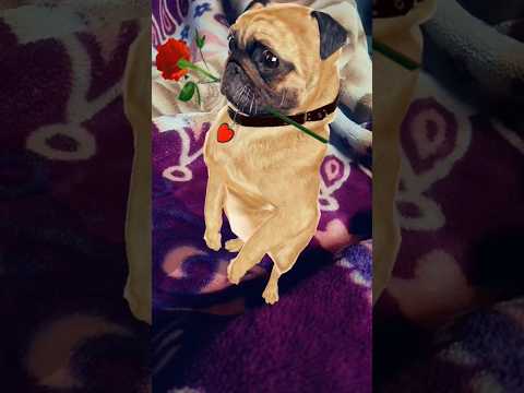 Super dog dancing 🐕🩰🐾🐾#cutedog #shortsfeed