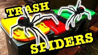 Redback Spider Removal 4 Trash Bins Oops One Got Away EDUCATIONAL VIDEO