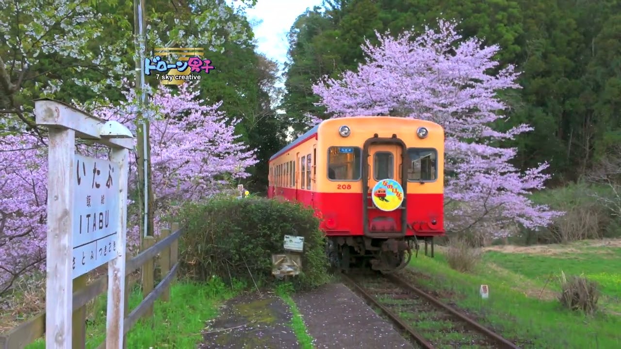 SNSで話題！千葉県市原市「小湊鉄道/飯給駅の桜とライトアップ」全て見せます！ドローン男子空撮