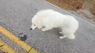 Video preview image #1 Great Pyrenees Puppy For Sale in Spring, TX, USA