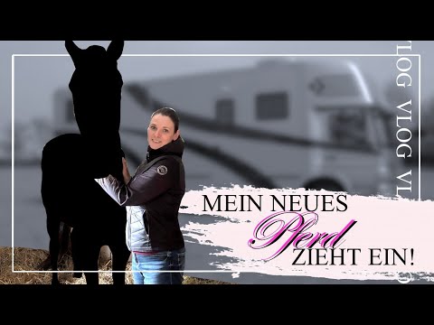 PFERDEKAUF | letzte VORBEREITUNGEN 🛠️ + mein NEUES PFERD 🐴 zieht ein
