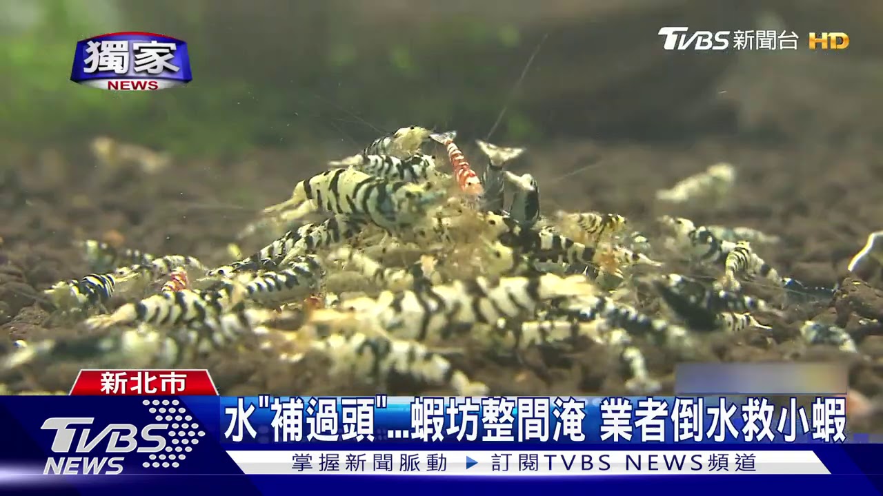 水「補過頭」蝦坊整間淹 業者倒水救小蝦