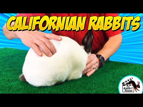 Californian Rabbits by Darrell Howe