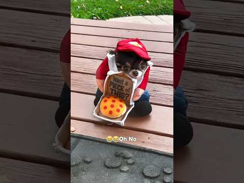 Chiens déguisés pour Halloween
