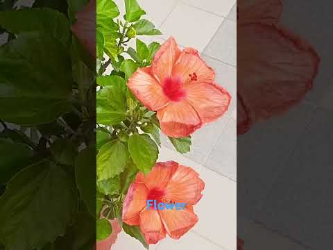 go viral# short video#peacfull #love #shortvideos #nature #love the flower.....Rabeena madan