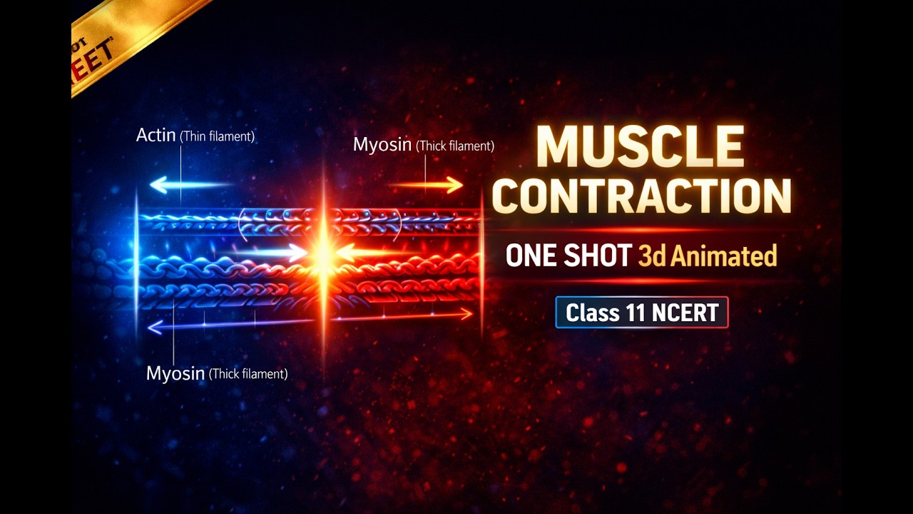CBSE Class 11 Biology || Mechanism of Muscle Contraction