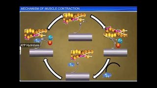 CBSE Class 11 Biology || Mechanism of Muscle Contraction