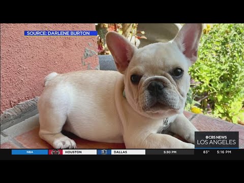 French bulldog puppy returned to owner