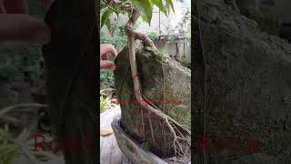 Download lagu Root over rock bonsai material Ficus Benjamina🌱🌳🌱 mp3 Download lagu Root over rock bonsai material Ficus Benjamina🌱🌳🌱 mp3