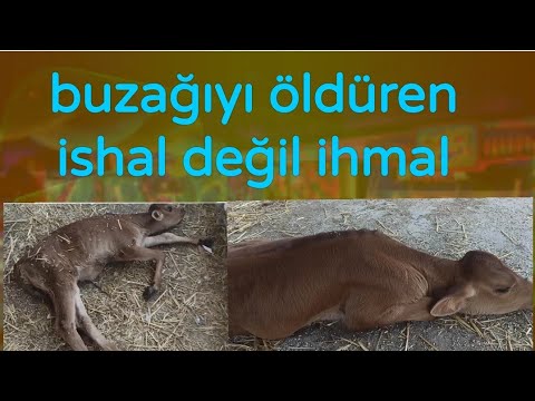 , title : 'YERDEN BİLE KALKAMAYAN BUZAĞI ÖLÜMDEN DÖNDÜ | UMUDU KESTİĞİMİZ ZAMANDA GERİ DÖNDÜ'