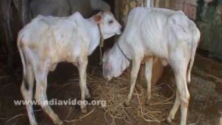 Gosala or Cow Shelter in Vijayawada
