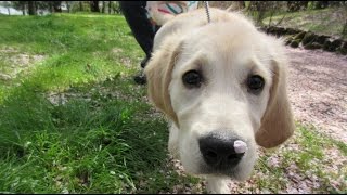 英国ゴールデンレトリバー　2回目の散歩　Golden Retriever Second Walk