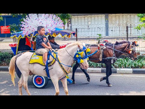 NAIK DELMAN ISTIMEWA | HORSE - KUDA DELMAN | KUDA