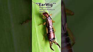 Earwig Insect 😨. #shorts #insects #bugs