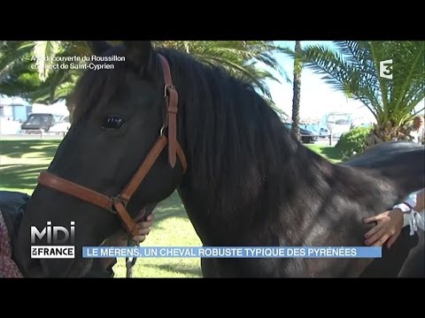 , title : 'Le Mérens, un cheval robuste et typique des Pyrénées'